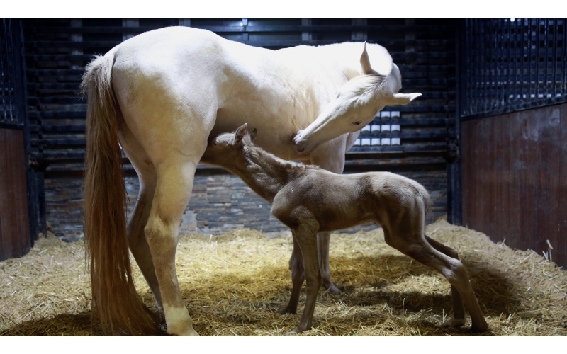 驚喜 | 首次冬天誕生小汗血馬駒！